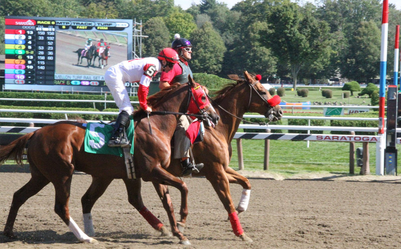 horse prepping for race at saratoga