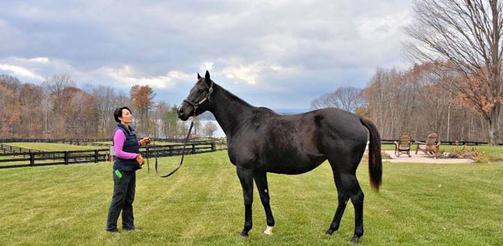 large black mare with owner