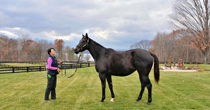 large black mare with owner
