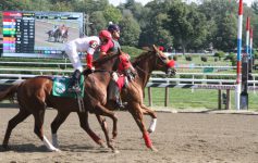 horses at Saratoga