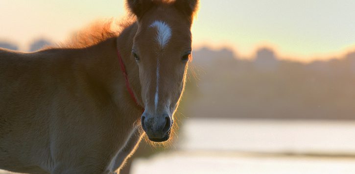 foal on field