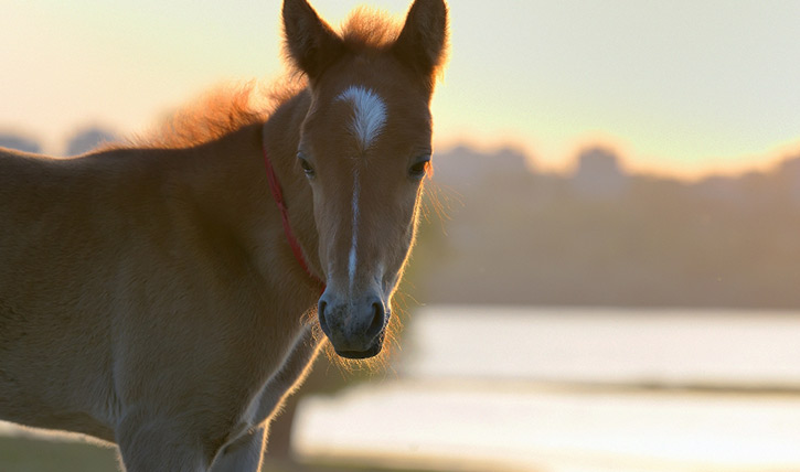 foal on field