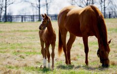 foal and mare