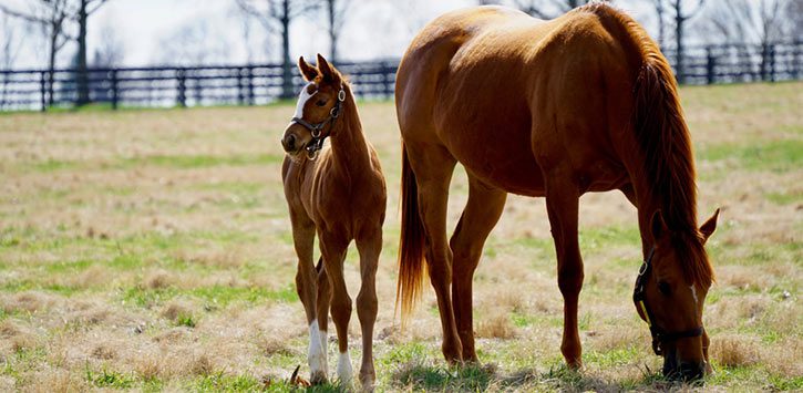 foal and mare