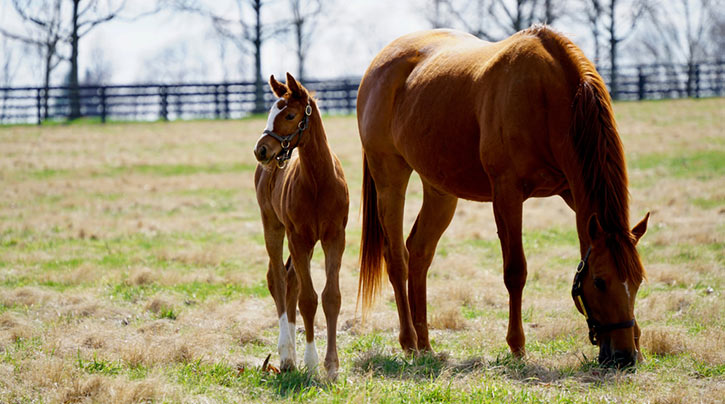 foal and mare