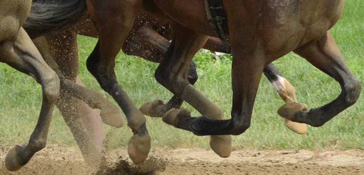 horse hoofs as they race on the track