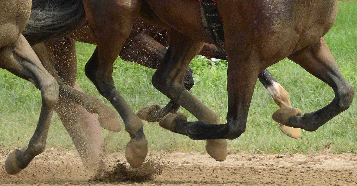 horse hoofs as they race on the track
